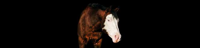 Blue Freckles Kent - Zeisenbühel Paint Horses