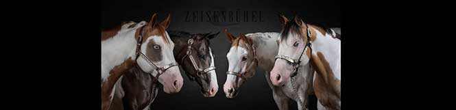 Stuten - Zeisenbühel Paint Horses